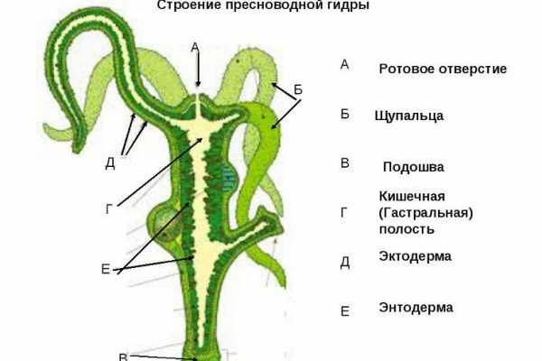 Kraken смылка